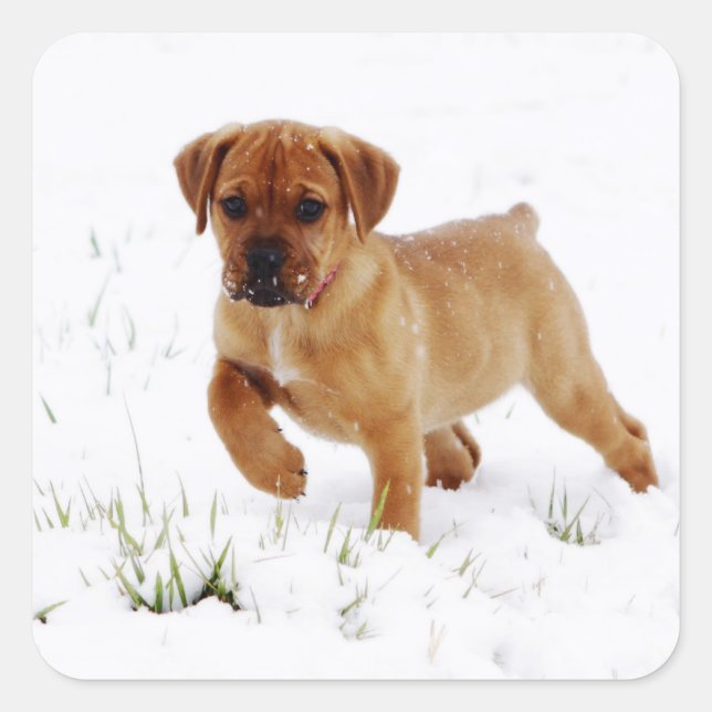 Christmas Winter Puppy Square Sticker (Front)