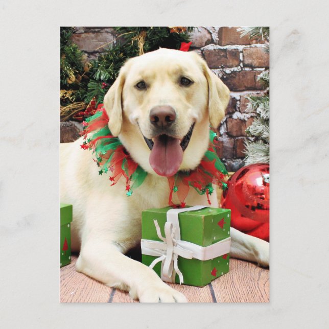 Christmas - Yellow Labrador - Strider Holiday Postcard (Front)