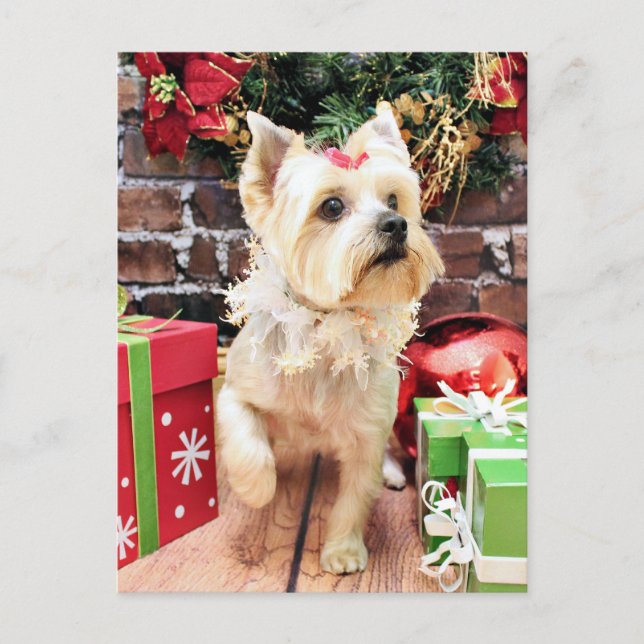 Christmas - Yorkie - Dorie Holiday Postcard (Front)