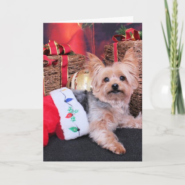 Christmas - Yorkshire Terrier - Vinnie Holiday Card (Front)