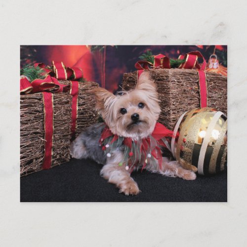 Christmas _ Yorkshire Terrier _ Vinnie Holiday Postcard