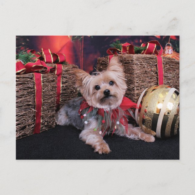 Christmas - Yorkshire Terrier - Vinnie Holiday Postcard (Front)