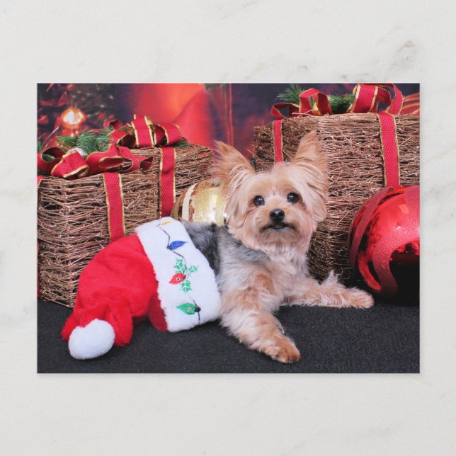 Christmas - Yorkshire Terrier - Vinnie Holiday Postcard (Front)