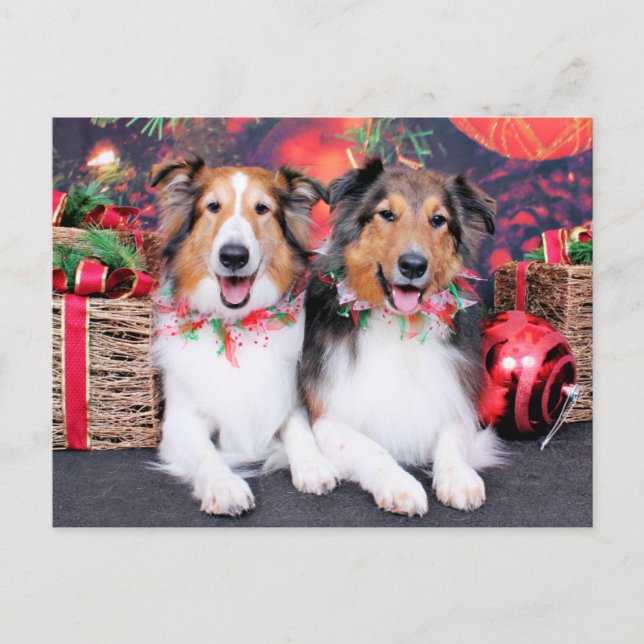 Christmas - Zena & Packer - Shelties Holiday Postcard (Front)