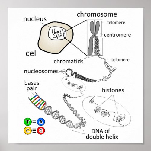 Chromosome Poster