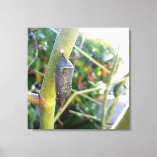 Chrysalis of the Monarch Butterfly Canvas Print