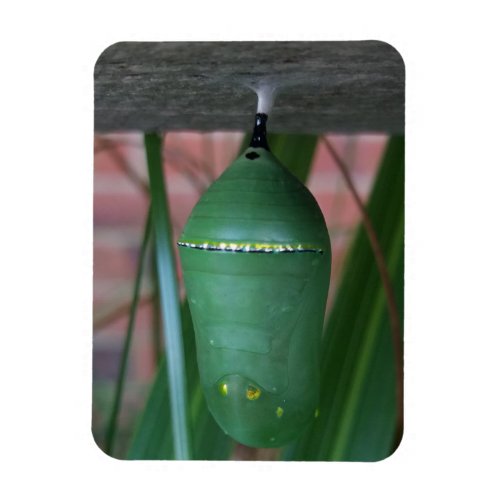 Chrysalis of the Monarch Butterfly Photography Magnet