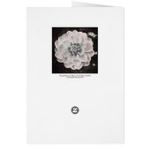 Chrysanthemum (Back)