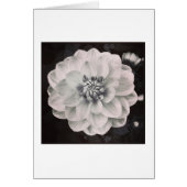 Chrysanthemum (Front)