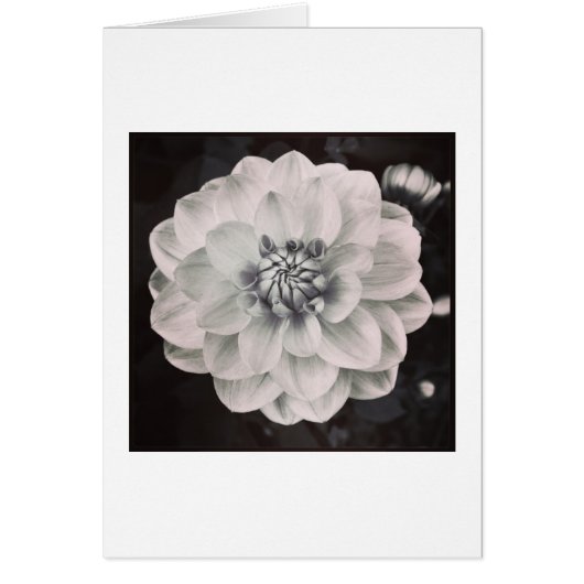 Chrysanthemum (Front)