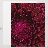 Chrysanthemum (Front/Back)