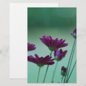 Chrysanthemum and meaning (Front/Back)