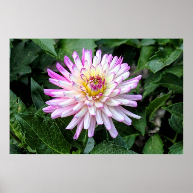 Chrysanthemum, Bute Park, Cardiff, Wales Poster (Front)