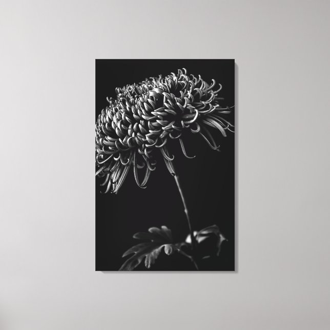 Chrysanthemum Canvas Print (Front)
