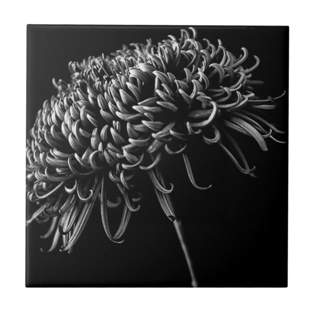 Chrysanthemum Ceramic Tile (Front)