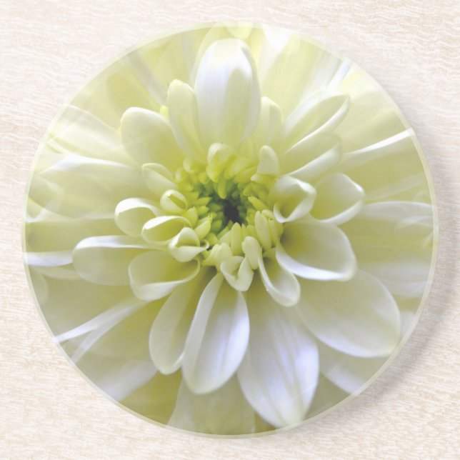 CHRYSANTHEMUM COASTER (Front)