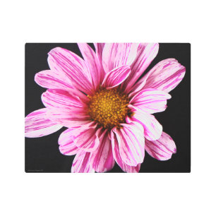Chrysanthemum Flower 14x11 (35x27.5cm) wamecna Metal Print