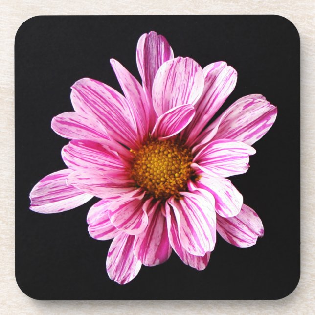 Chrysanthemum Flower coastercna Beverage Coaster (Front)