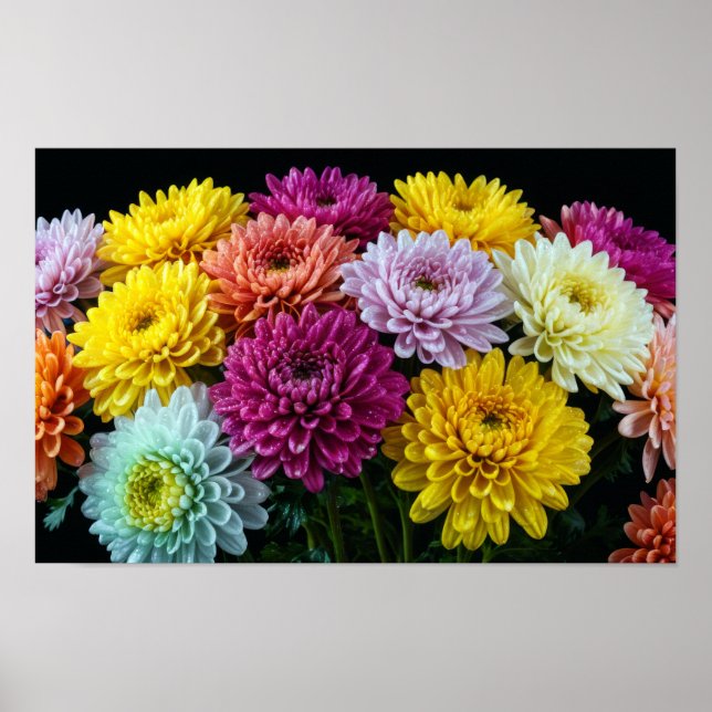 Chrysanthemum Flower Colourful Blossom Decoration  (Front)
