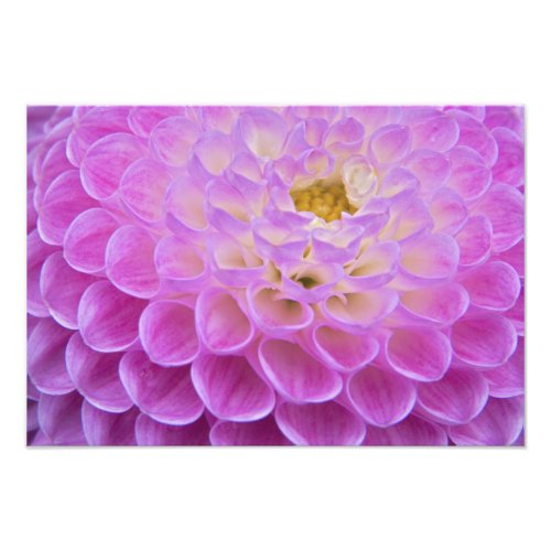 Chrysanthemum flower decorating grave site in photo print