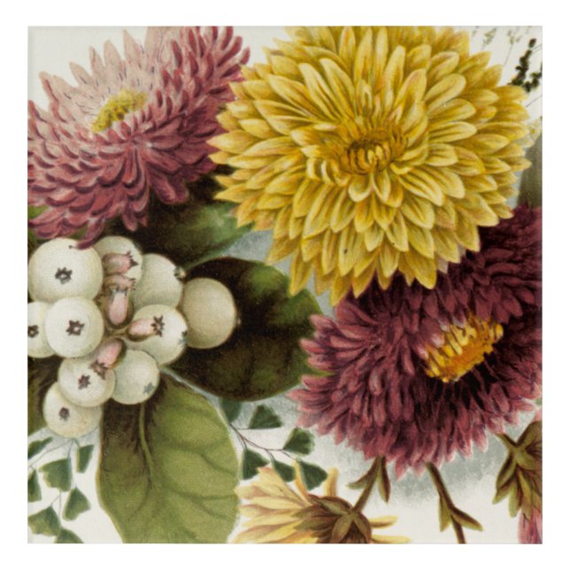 Chrysanthemum Flower Mum Floral Acrylic Print (Front)