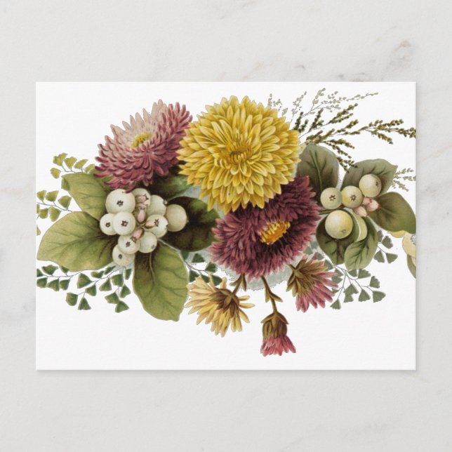 Chrysanthemum Flower Mum Floral Postcard (Front)