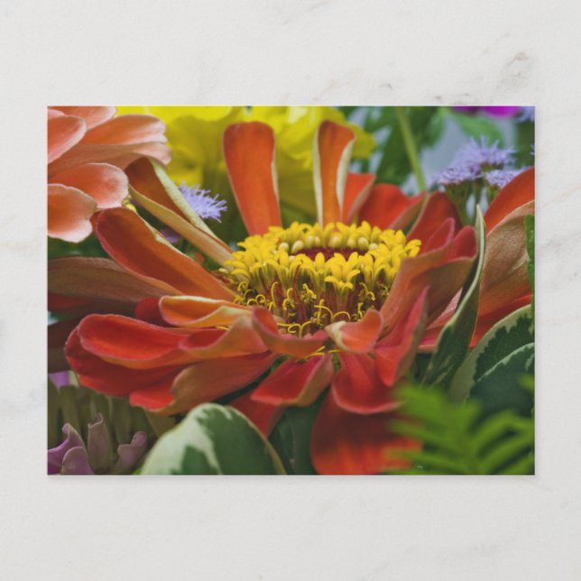 Chrysanthemum flower postcard (Front)