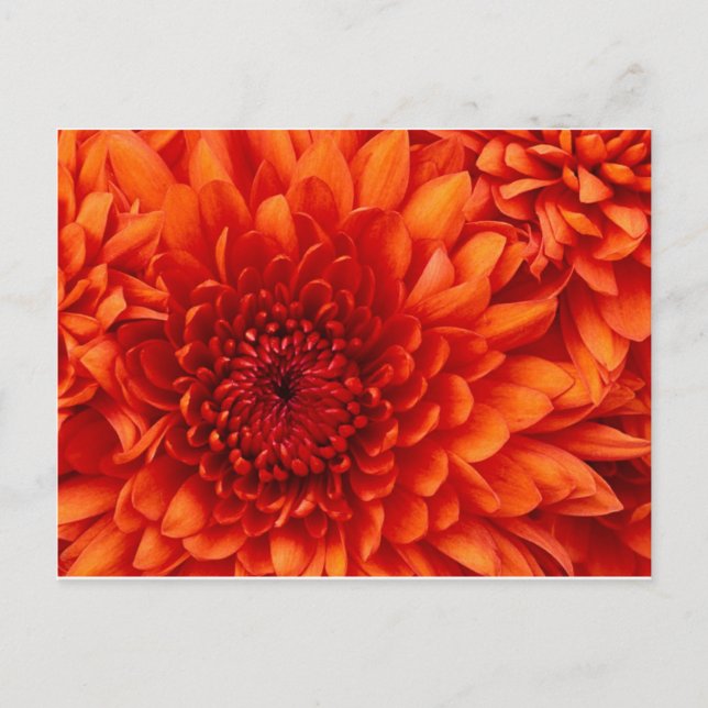 Chrysanthemum Flowers Postcard (Front)