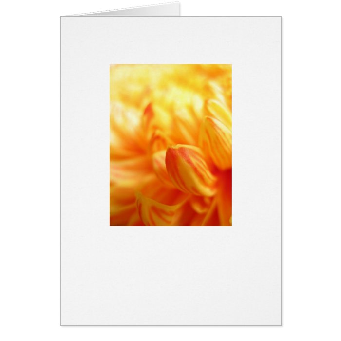 Chrysanthemum greeting card