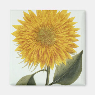 Chrysanthemum Indicum from 'Pythanthoza Iconograph Magnet