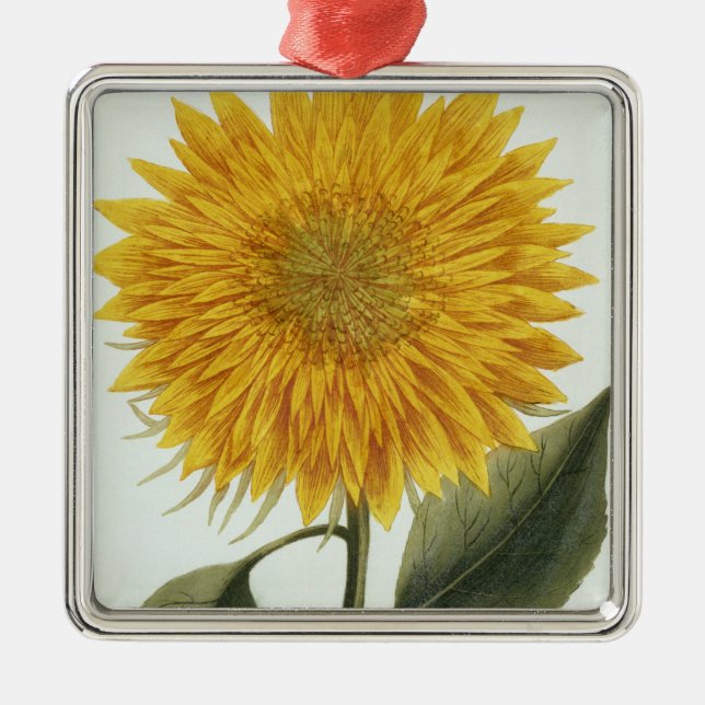 Chrysanthemum Indicum from 'Pythanthoza Iconograph Metal Ornament (Front)