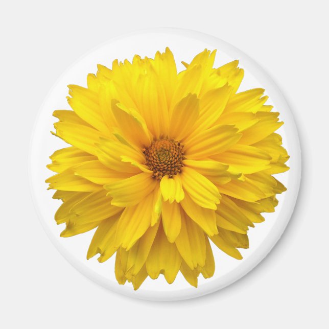 Chrysanthemum Magnet (Front)