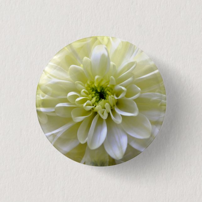 CHRYSANTHEMUM PINBACK BUTTON (Front)
