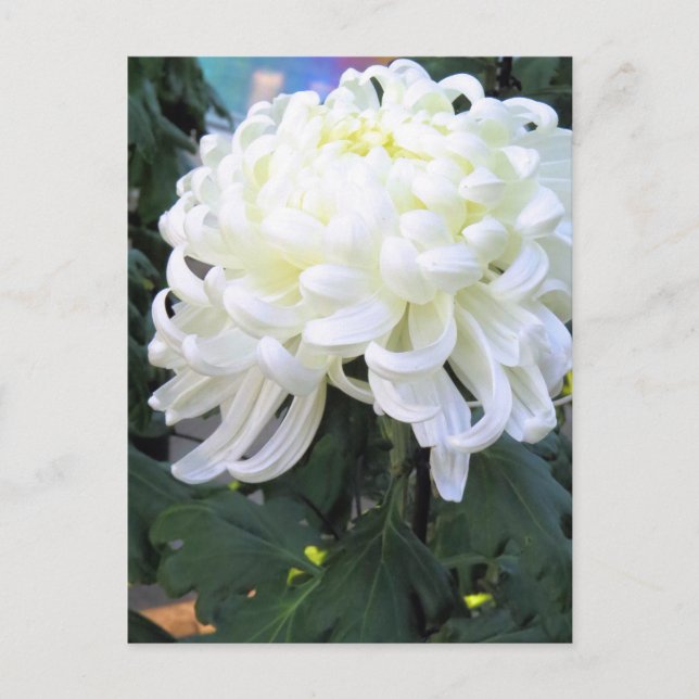 Chrysanthemum Postcard (Front)