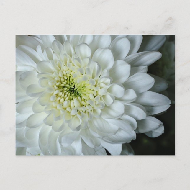 Chrysanthemum Postcard (Front)