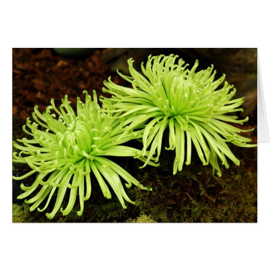 Chrysanthemum - Spider Mum Cards (Front Horizontal)