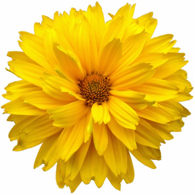 Chrysanthemum Statuette (Front)