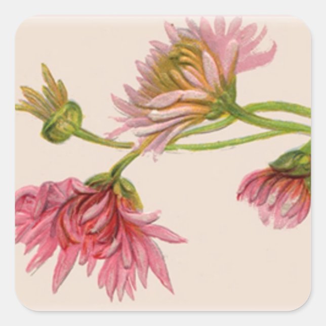 Chrysanthemum - Sticker (Front)
