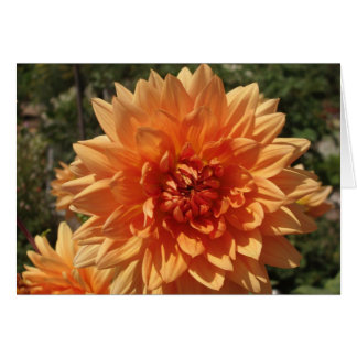 Chrysanthemums Cards
