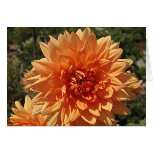 Chrysanthemums Cards (Front Horizontal)