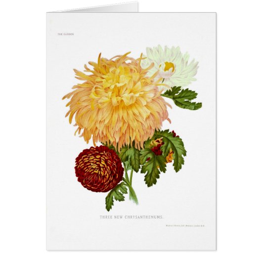 Chrysanthemums Cards (Front)