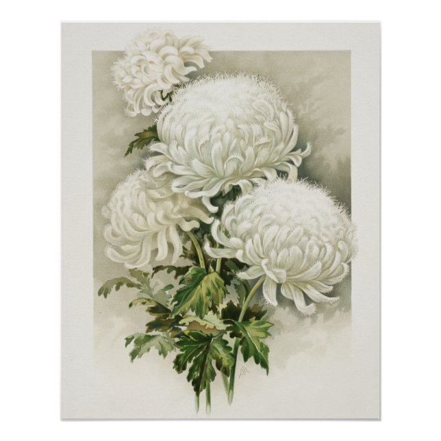 Chrysanthemums – Elegant Vintage Botanical Poster (Front)