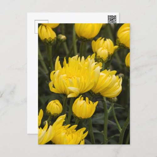 chrysanthemums in the garden postcard