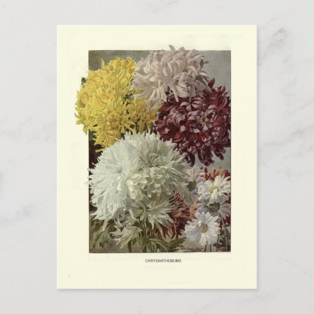 Chrysanthemums Postcard (Front)