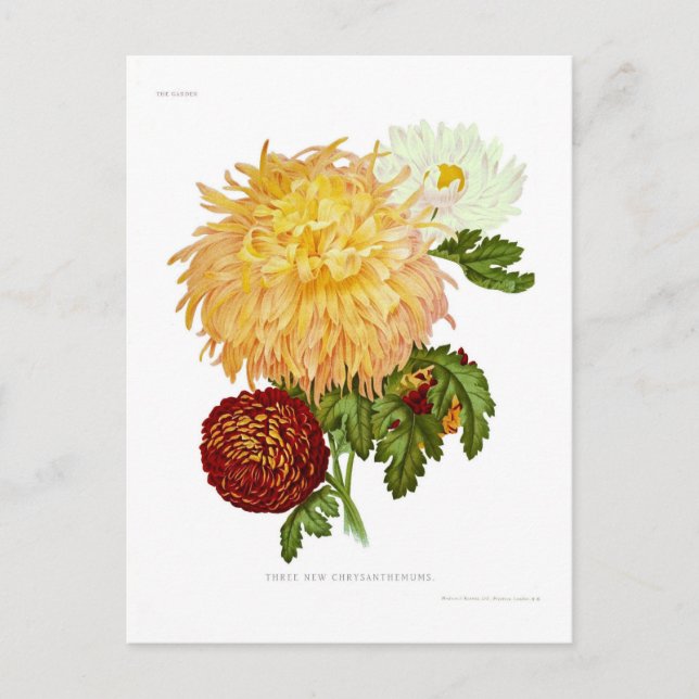 Chrysanthemums Postcard (Front)