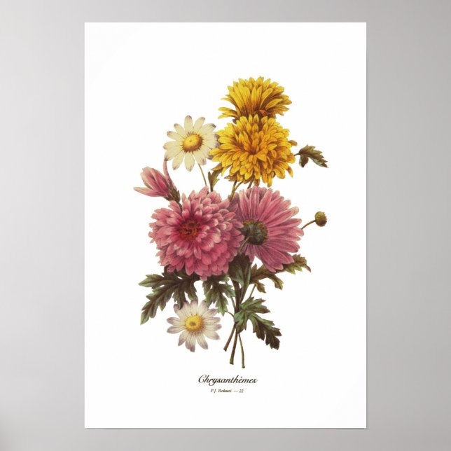 Chrysanthemums Poster (Front)