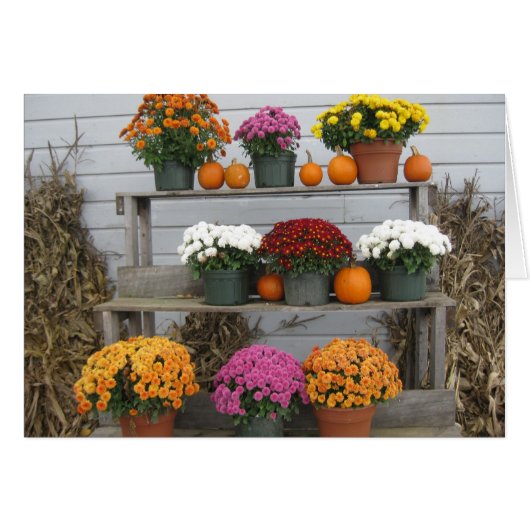 Chrysanthemums with pumpkins cards (Front Horizontal)