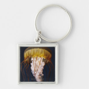 Chrysaora fuscescens, Pacific Sea nettle Keychain