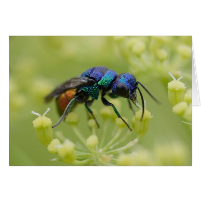 Chrysis austriaca cards (Front Horizontal)