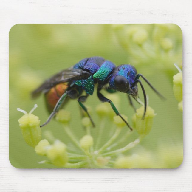 Chrysis austriaca mouse pad (Front)